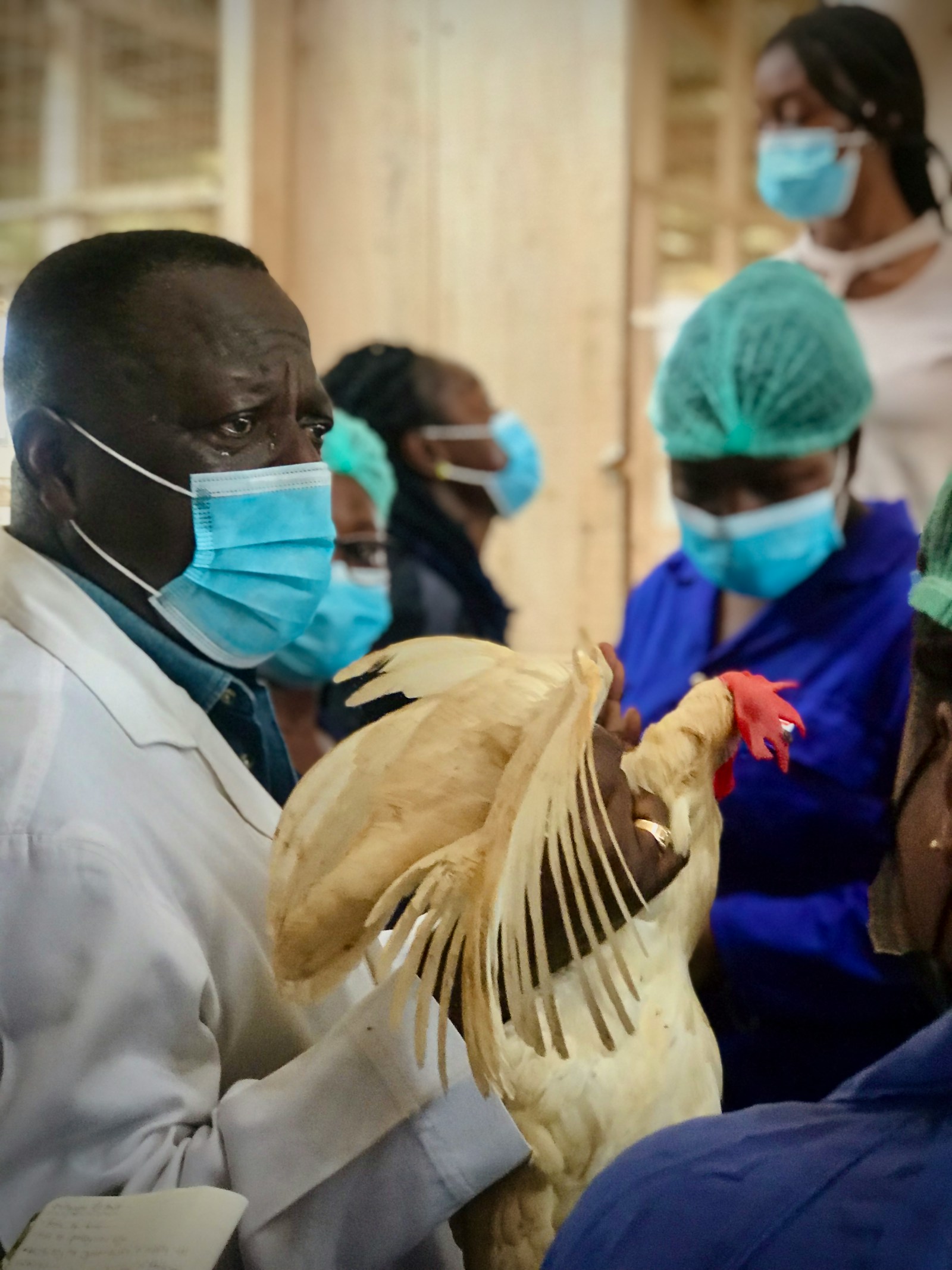 A veterinary consultant on a poultry farm in Ghana, examining a chicken with his team